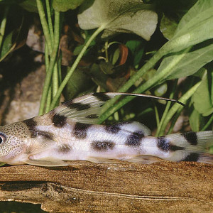 Synodontis decora