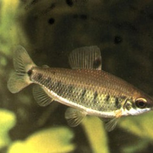 Distichodus decemmaculatus