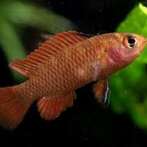 Dario dayingensis