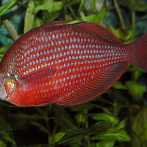 Glossolepis dorityi