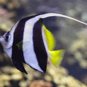 Heniochus diphreutes