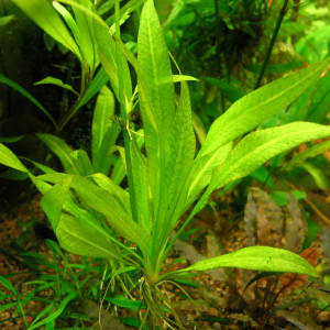 Echinodorus var. ''Tricolor''
