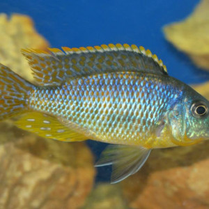 Eclectochromis ornatus