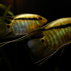 Mesonauta egregius