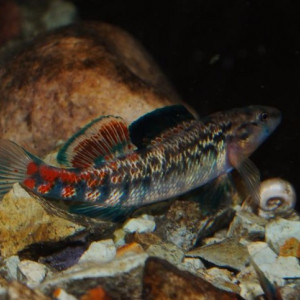 Etheostoma spectabile