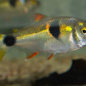 Exodon paradoxus