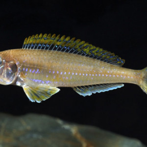 Xenotilapia flavipinnis