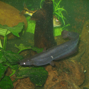 Heteropneustes fossilis
