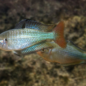 Melanotaenia fluviatilis