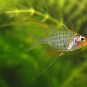 Gymnochanda filamentosa