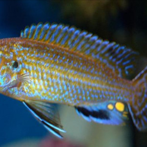 Labidochromis flavigulis
