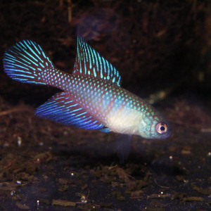 Simpsonichthys fulminantis