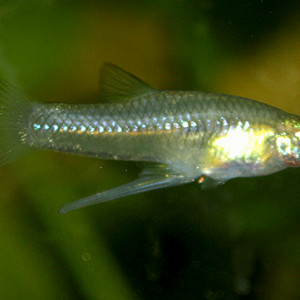 Girardinus falcatus