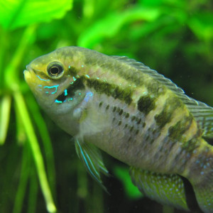 Laetacara flavilabris