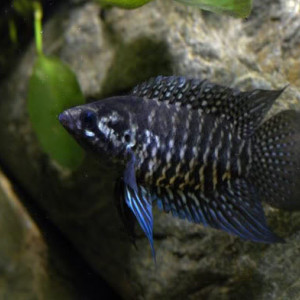 Microctenopoma fasciolatum