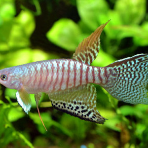 Gnatholebias zonatus