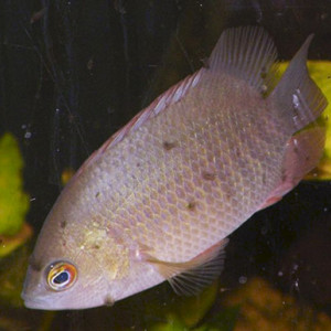 Pristolepis grootii