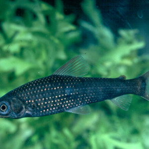 Pseudanos gracilis