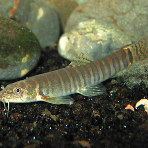 Glaniopsis multiradiata 