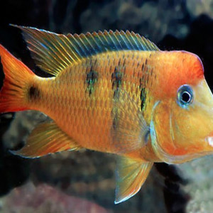 Geophagus Pellegrini