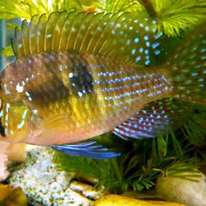 Gymnogeophagus meridionalis
