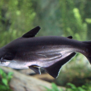 Pangasianodon hypophthalmus