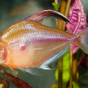 Hyphessobrycon socolofi
