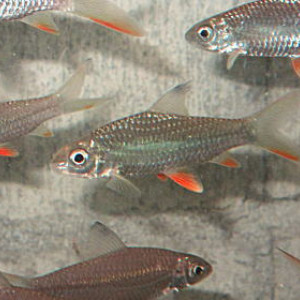 Hypselobarbus thomassi