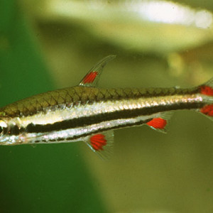 Nannostomus harrisoni
