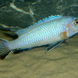 Pseudotropheus heteropictus