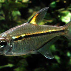 Hemigrammus ulreyi
