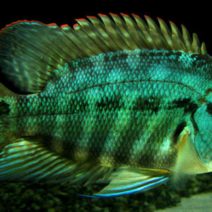 Hoplarchus psittacus