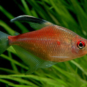Hyphessobrycon pyrrhonotus