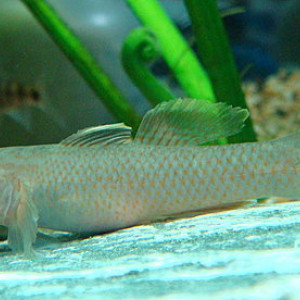 Rhinogobius henchuenensis