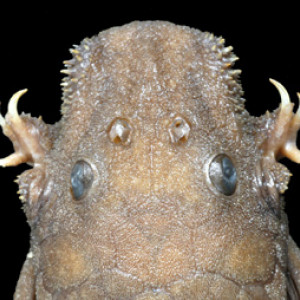 Hopliancistrus tricornis 