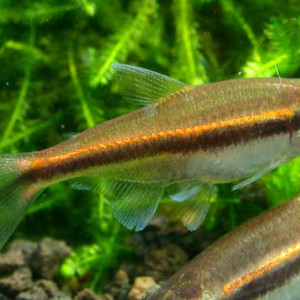 Hyphessobrycon vilmae