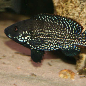 Iranocichla hormuzensis