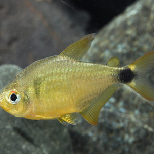 Hyphessobrycon loweae