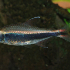 Hyphessobrycon peruvianus
