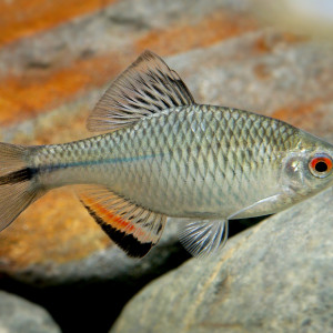 Tanakia himantegus