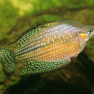 Melanotaenia splendida inornata