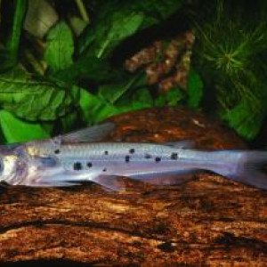 Ictalurus pricei