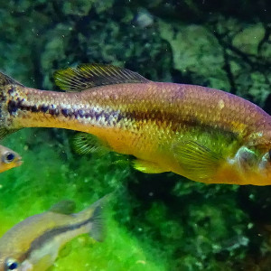 Ilyodon xantusi