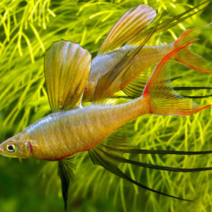 Iriatherina werneri
