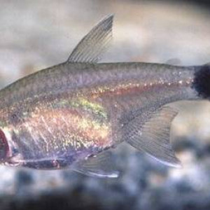 Nanocheirodon insignis