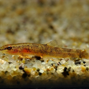 Neohomaloptera johorensis 