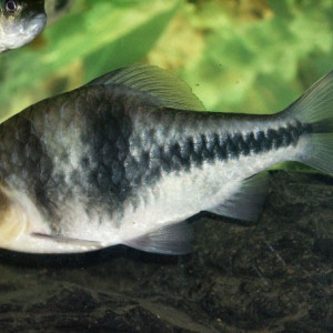 Puntius katolo