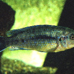 Labidochromis mbenjii