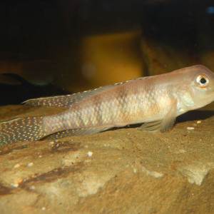 Lamprologus tigripictilis