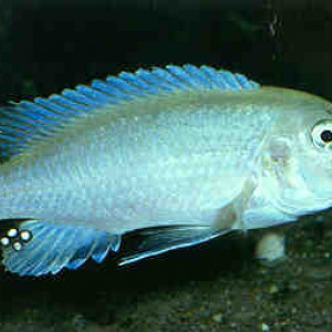 Labidochromis mylodon